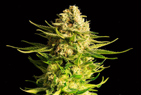 Amnesia TBS Genetics 5 + 1 - Pot en silicone