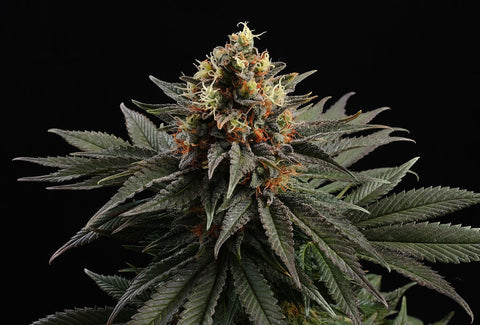 Amnesia TBS Genetics 5 + 1 - Pot en silicone