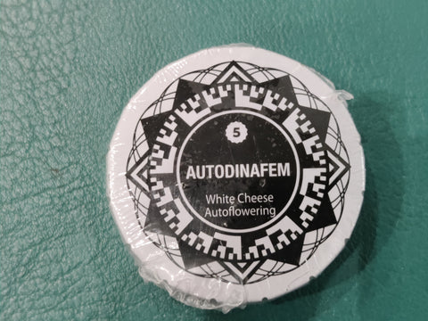 White Cheese Auto x5 - Dinafem