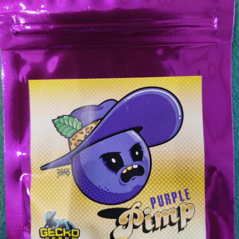 Purple Pimp x 3 - Gecko Seeds