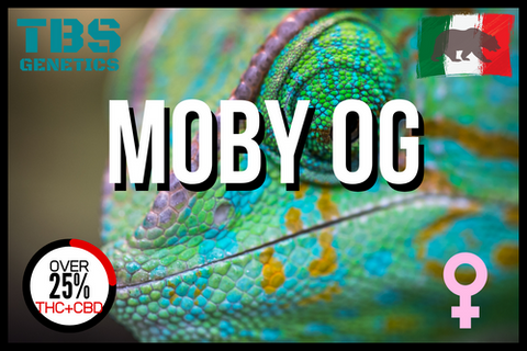 Moby OG 3+1 - TBS Genetics